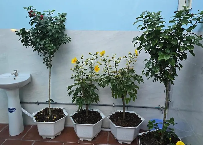 Dan Family Căn hộ *
